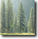 trees